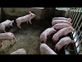 PIG FARM IN THE PHILIPPINES OUR F1 PIGLETS SELECTED 2023