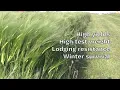 LakeEffect New barley from Cornell University primed to take the craft brewing world by storm