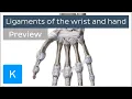 Ligaments of the wrist and hand - Human Anatomy Kenhub