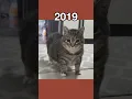 Download Lagu The Most Legendary Cat Memes (then vs now) #shorts