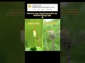 Download Lagu Perbedaan Kerakbasi Alis Putih dan Kerakbasi Alis Hitam