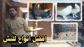 افضل 5 انواع حمام شعبى فى النش 