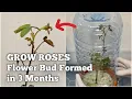 Download Lagu How to Grow Roses from Bouquet Cuttings at HOME? (Sneak Peek)