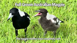 Full Grown Australian Magpie, Still Screams At Its Mother For Food! 