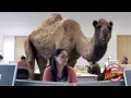 Hump Day Blues with the GEICO Camel