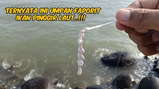 Download Eddaaan..!!! Ikan Di Laut Ternyata banyak yang suka Tepung || Mancing Pinggir Laut MP3