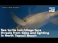 Sea turtle hatchlings face threats from tides and lighting in North Topsail Beach