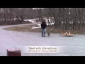 Dachshund Beagle Mix Lokee Before and After Beagle and Dachshund training in Charlotte