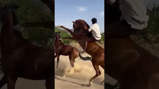 حصان عربي اصيل 