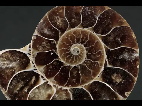 アンモナイト　化石写真集 Amazon | SCIENCE 化石標本Pair Ammonites fossils