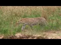 Is the Xinyata Male the most relaxed leopard in the Kruger National Park? - Awesome Sighting no.12