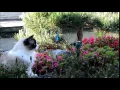 Timo the Ragdoll Cat vs Solar Butterfly