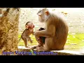 Download Lagu Really Amazing Visiting...Little Jonas Monkey Coming To Greet Newborn baby of Mummy Milena