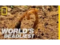 Lagu Cannibal Scorpions Fight to the Death | World's Deadliest