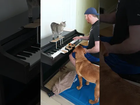 Cat and Dog Play Mozart