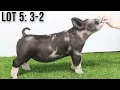 The Showpig Lineup Episode 15 - Jan 20th Sales