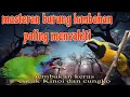 Download Lagu Cucak Kinoi dan cungko masteran paling menyakiti 🔥🔥