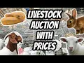 Unforgettable Moment Who Escaped From Livestock Auction
