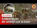 Download Lagu Kijk mee bij castratie stokstaartjes 😱 | Op Safari #4