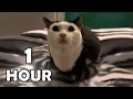Download Lagu Aw Aw Aw Aw Cat Meme 1 Hour / Aw aw aw aw aw Cat Original 1 Hour