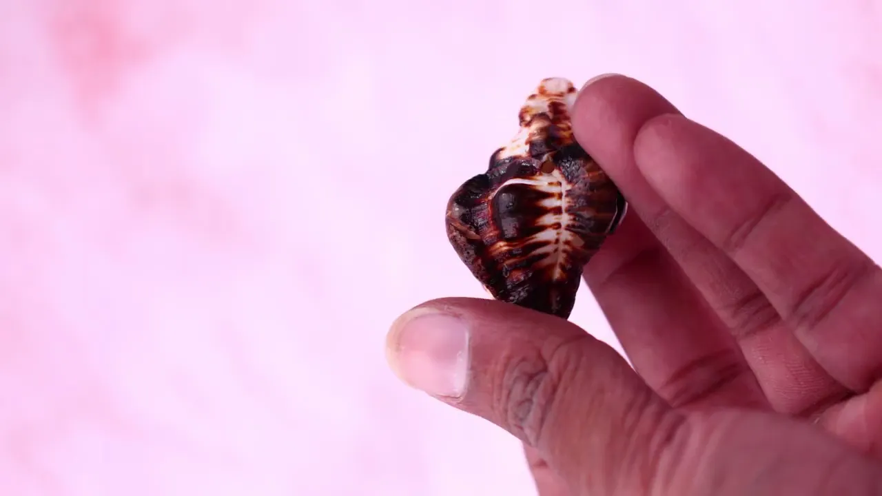 Shani Shankh for Saturn Balance & Protection Energy