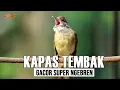 Lagu KAPAS TEMBAK GACOR SUPER MEWAH