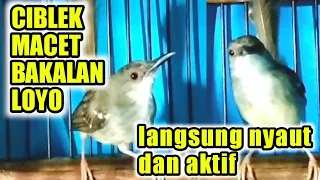 Download pancingan ciblek MACET, BAHAN, BAHAN agar nyaut dan aktif. MP3