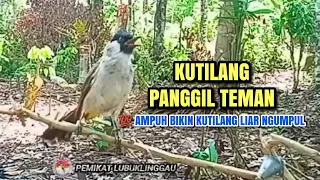 suara pikat kutilang ampuh 100 bikin kutilang liar emosi durasi panjang panggilan u0026 masteran