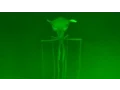 Magnapinna Squids - Deepsea Oddities