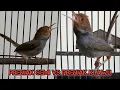 Beda Lagu Beda Gaya, Tes Mental Prenjak Semi Vs Prenjak Klawu
