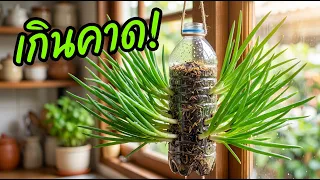 อย่าทิ้งขวด ! ปลูกต้นหอมลอยฟ้า ดีจนคิดไม่ถึง | Nava DIY