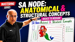 SA Node Anatomical and Structural Concepts | Clinical Cardiology