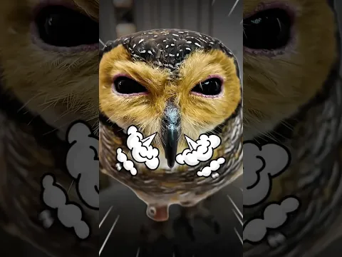 Papa’s Burp vs. Bibib’s Revenge!🤢👹 #funny #owl #cute #pets #cat #animals