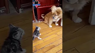 قط صغير مضحك جدا قطط وكلاب مضحكة مواقف مضحكة فيديو مضحك مقطع ضحك دموع الكوميديا 