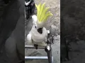 Download Lagu kakatua pintar bicara dan tertawa #parrot #funnybirds