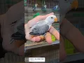 Download Lagu Quality Love Birds Chicks #lovebird #parrots#africanlovebird#lovebirdsbreeding#birds #fischer#shorts