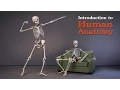 Introduction to Human Anatomy for Artists