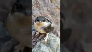 بفره سبزوار پرنده شاهین قرقيعان عقاب ایران درة کوهنوردی سبزوار رودخانه خراسان رضوی 