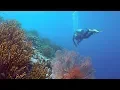 Download Lagu Wonderful Diving in Menjangan, Gawana Bay and Secret Bay, Bali 2019 (4K-Video)