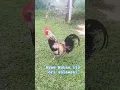 Download Lagu suara ori ayam hutan ijo sulawesi // suara asli ayam hutan jantan // kokok ayam hutan hijau