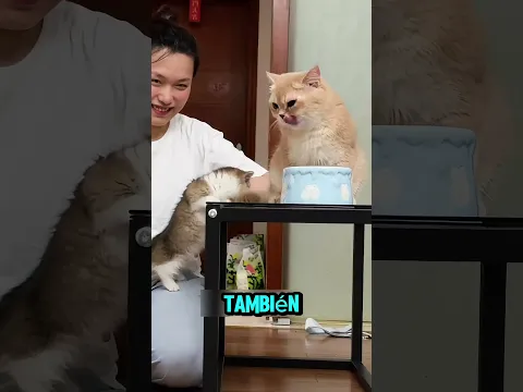 Este gatito quería comerse toda la comida 😹 #youtubeshorts