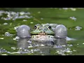 Marsh Frog call