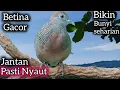 Download Lagu PERKUTUT LOKAL BETINA GACOR JANTAN DIJAMIN 100% NYAUT. 