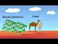 YAHOO Interview Puzzle || Camel and Bananas || Logic + Optimization