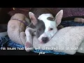 Jorah s Journey - Modesto CA Pitbull Rescued with Severe Skin Condition Rescue Respect Repeat