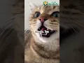 This is why you should NEVER cut your Cat s Whiskers