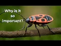 Firebugs Their Functions in Nature and Incredible Facts