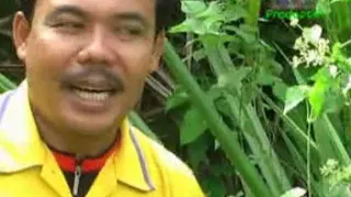 hamsirman ms manakiak 