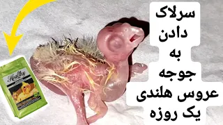 سرلاک دادن به جوجه عروس هلندی یک روزه آموزش سرلاک دادن به عروس هلندی سرلاک دادن دستی به عروس هلندی دندنها