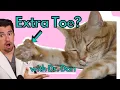 Does your CAT have Extra TOES The Polydactyl cat with Dr Dan